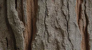 Film Grain & the Texture of Truth